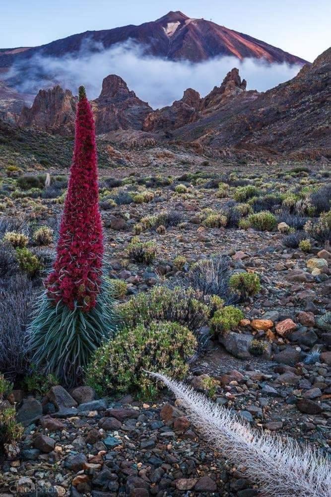 La Casita Ma Petite Folie Tenerife Santa Cruz de Tenerife Exteriör bild